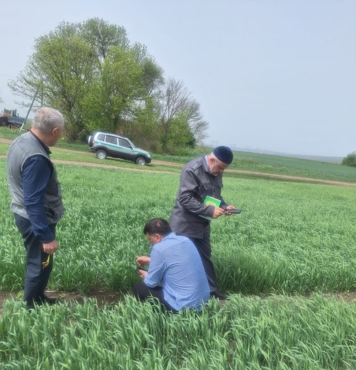 Специалисты Россельхозцентра и Россельхознадзора провели совместный фитомониторинг полей Малгобекского района 