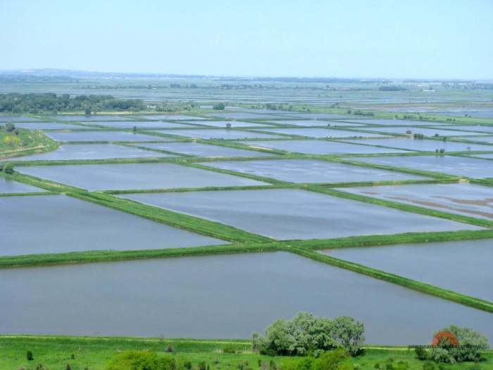 Рисосеющим хозяйствам Краснодарского края поставлены задачи по севу риса в условиях текущего года