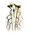 Бактериоз корней