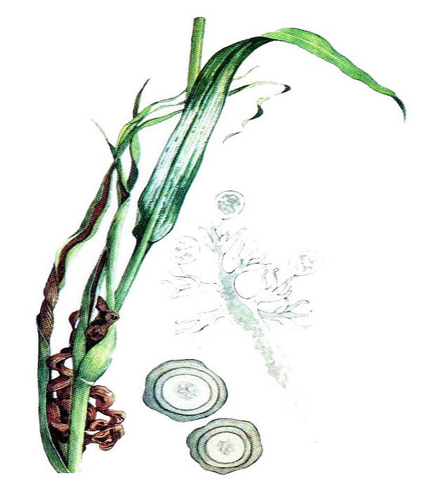 Aloe prosztatit Diclofenac a prostatitis gyertyákból