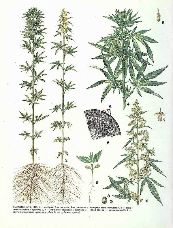 К какому семейству растений относится конопля сушка шишек марихуаны