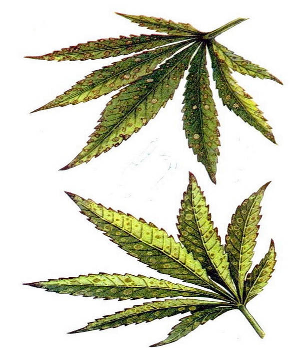 Листья в точку конопля поделиться марихуаной