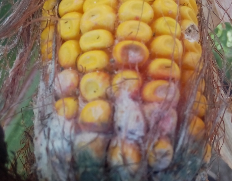 фузариоз кукуруза