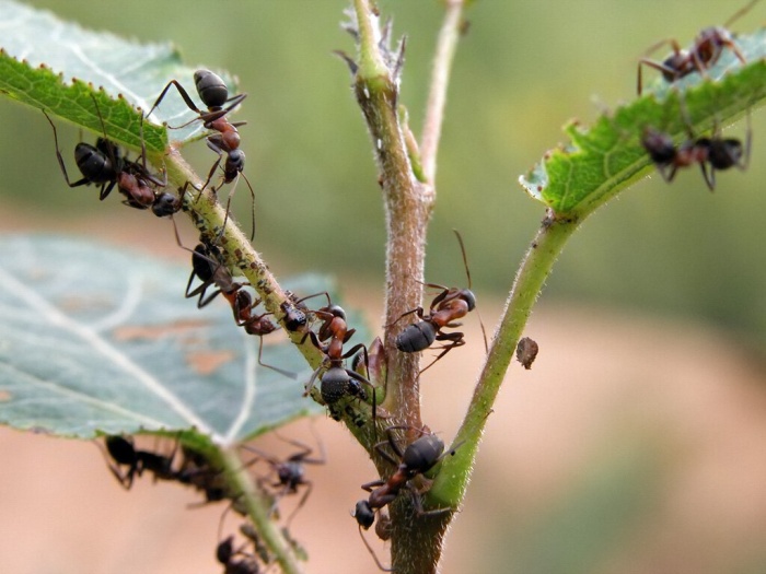 Как бороться с муравьями на садовом  участке?