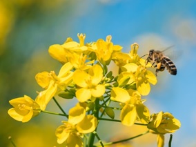 Безопасность пасек при применении пестицидов на территории Красноярского края.